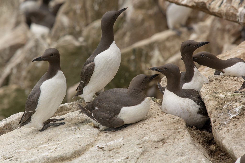 Guillemots nesting