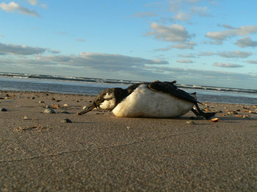 Guillemot dead on the beach.