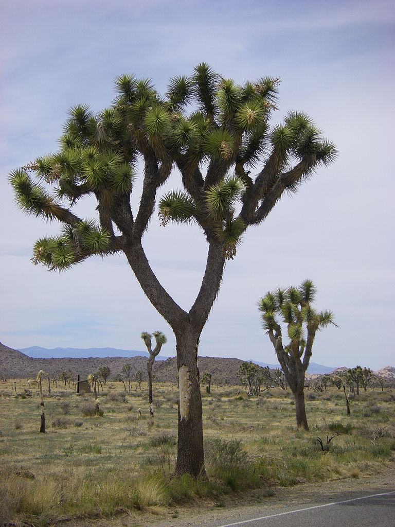 A Joshua tree (Yucca brevifolia) in Joshua Tree National Park, California.