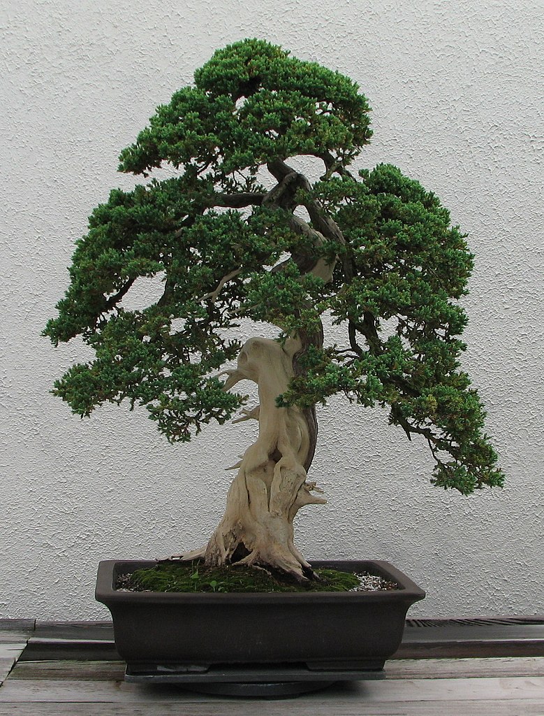 A Dwarf Japanese Juniper (Juniperus procumbens 'Nana') bonsai on display at the National Bonsai & Penjing Museum at the United States National Arboretum. According to the tree's display placard, it has been in training since 1975. It was donated by Thomas Tecza. This is the "back" of the tree. 4.20 ft tall