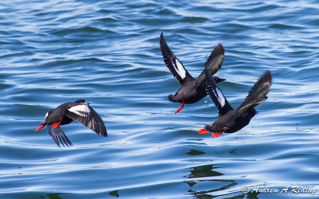 Guillemots in flight