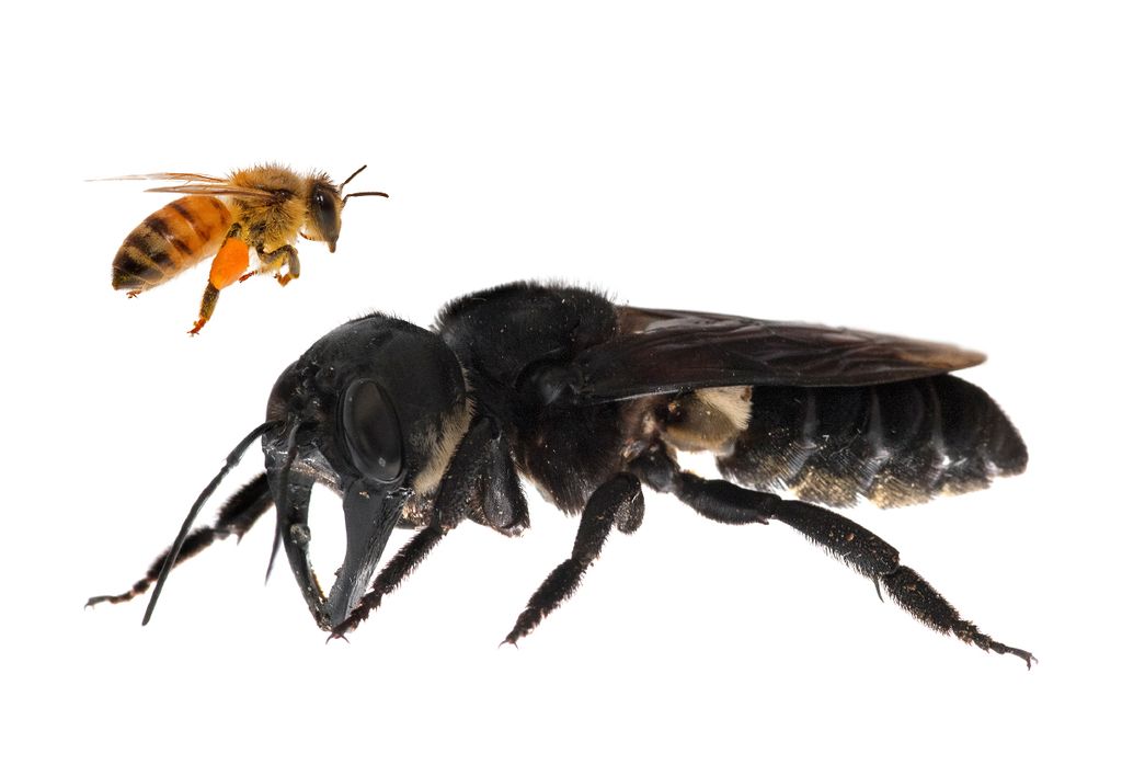 One of the first images of a living Wallace’s giant bee. Megachile pluto is the world’s largest bee, which is approximately 4x times larger than a European honey bee. (Composite). Photo by Clay Bolt.