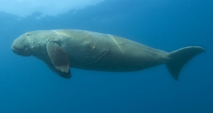 Dugong dugon underwater