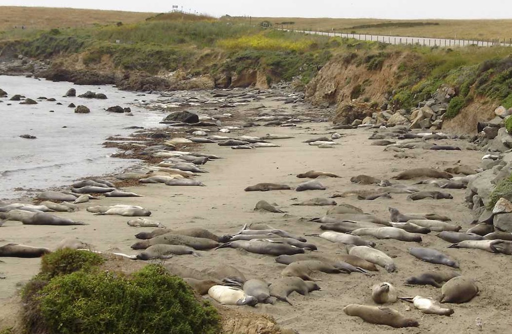 Big Sur elephant seal colony