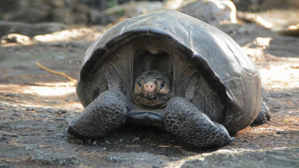 Galapagos Giant Tortoise thought to be a Fernandina tortoise.