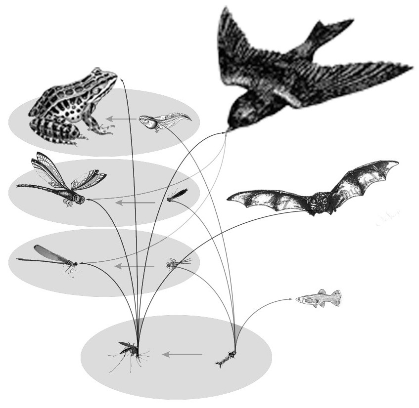 This diagram shows the relationship of the energy transferred in relation to mosquitos their predators and prey.