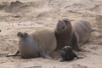 Northern Elephant Seal in Northern California. Male, female, and baby shown.