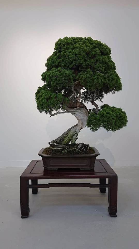 Seiji Iimura's stolen Shimpaku bonsai tree.