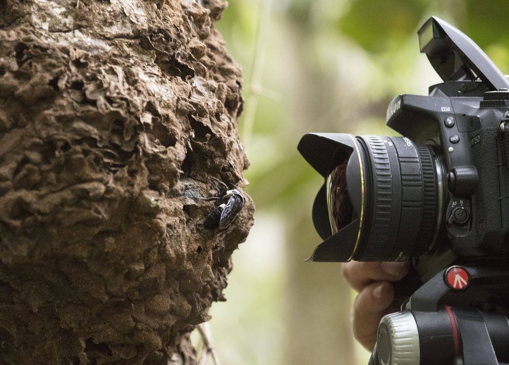 Natural history photographer Clay Bolt makes the first ever photos of a living Wallace’s giant bee at its nest, which is found in active termite in the North Moluccas, Indonesia.