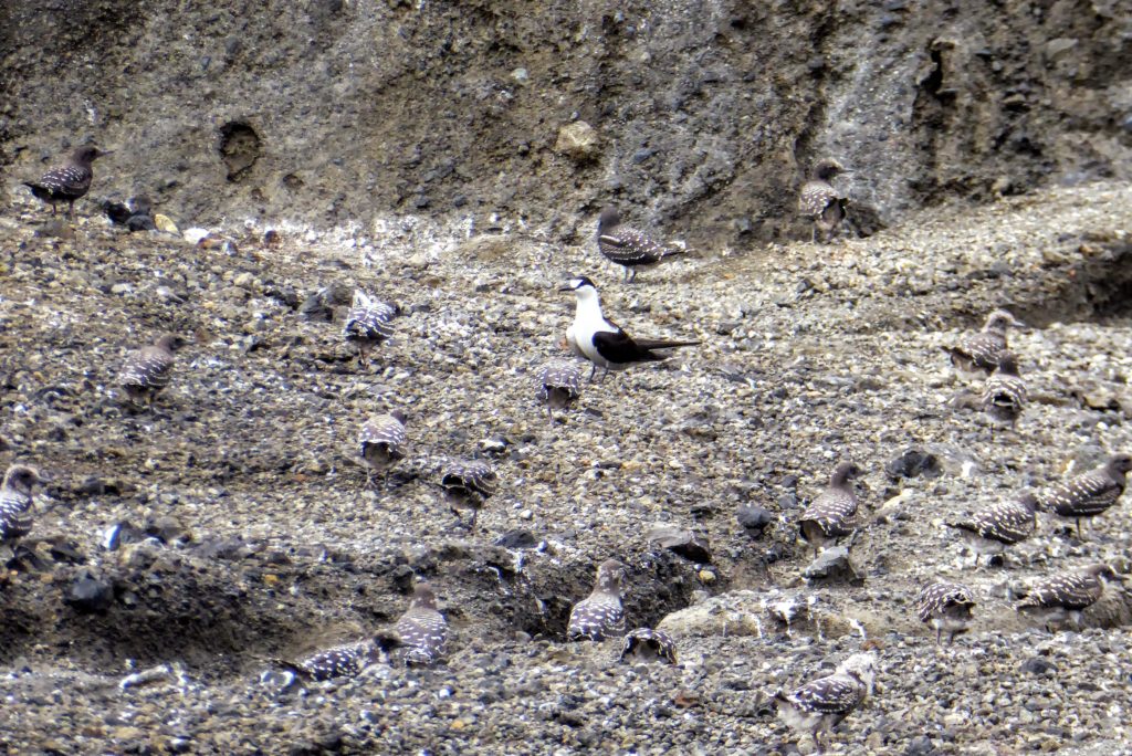 Sooty terns nesting on HTHH.