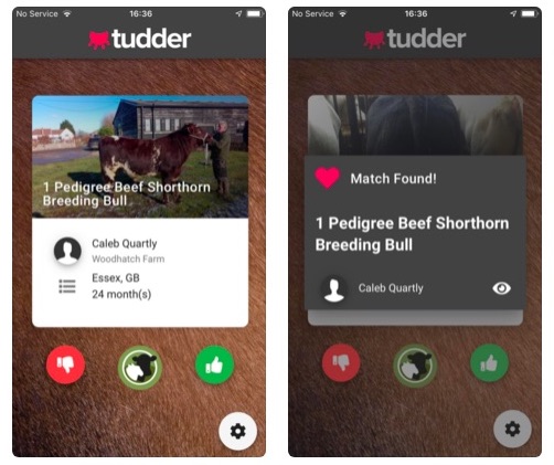 Screenshots of the bovine dating app Tudder.