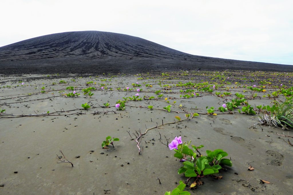 Beach morning glories growing in the mud from the volcano.