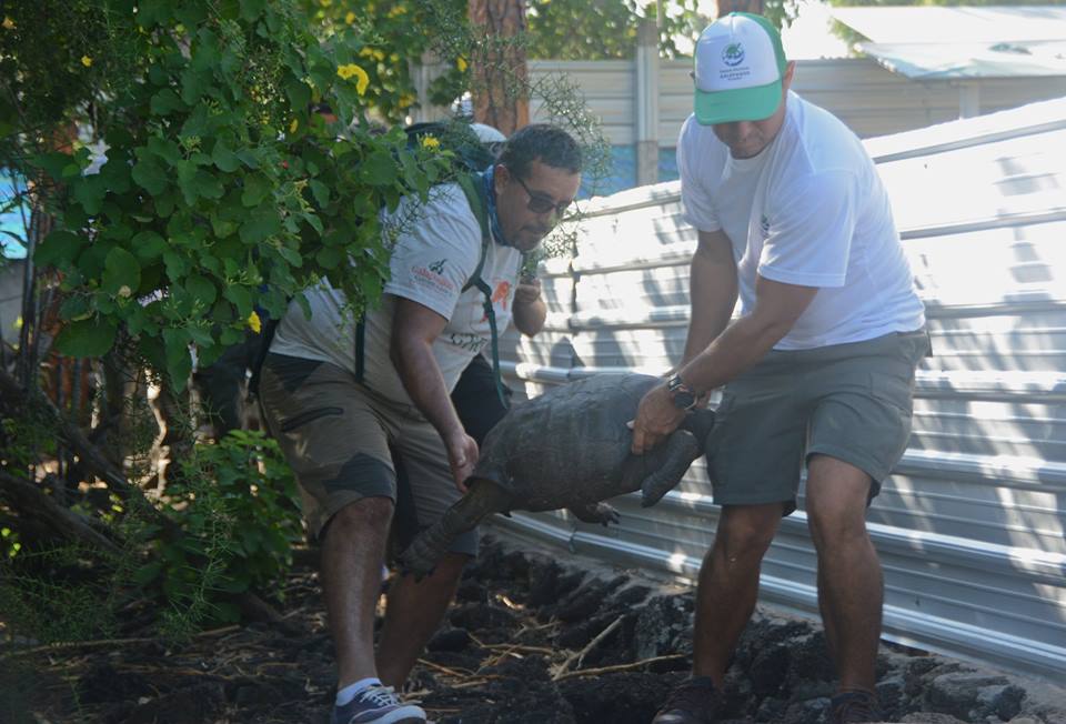 Men carry a Galapagos giant tortoise.