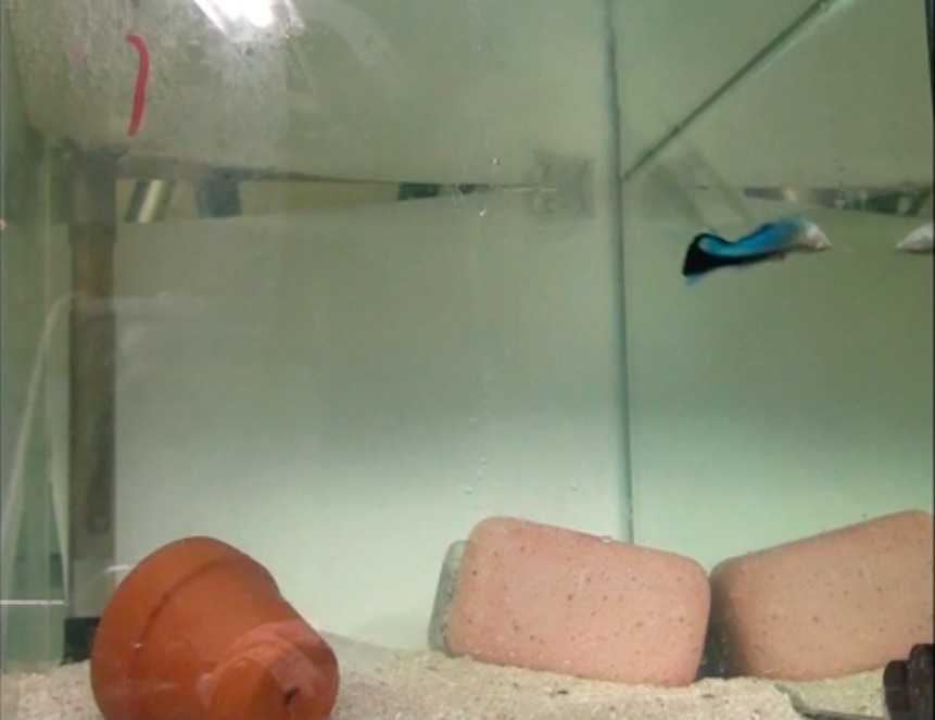 Wrasse swimming upside down toward a mirror in a tank.