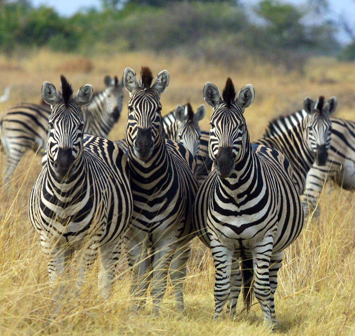 Plains Zebras (Equus quagga), more specifically the Chapman's subspecies (Equus quagga chapmani) in Okavango, Botswana in 2002.