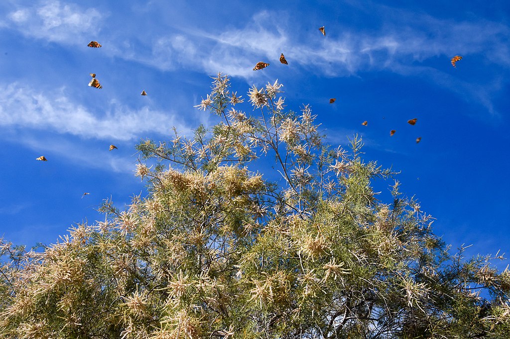 Butterflies Flying Over A Tamarisk Tree
