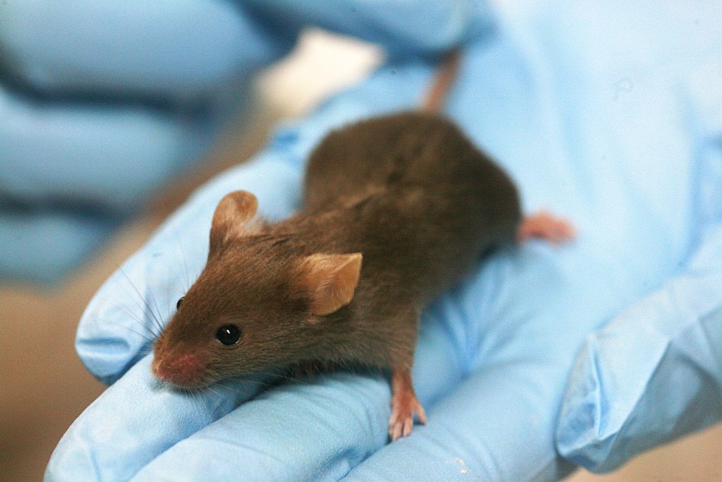 Laboratory mouse on a gloved hand.