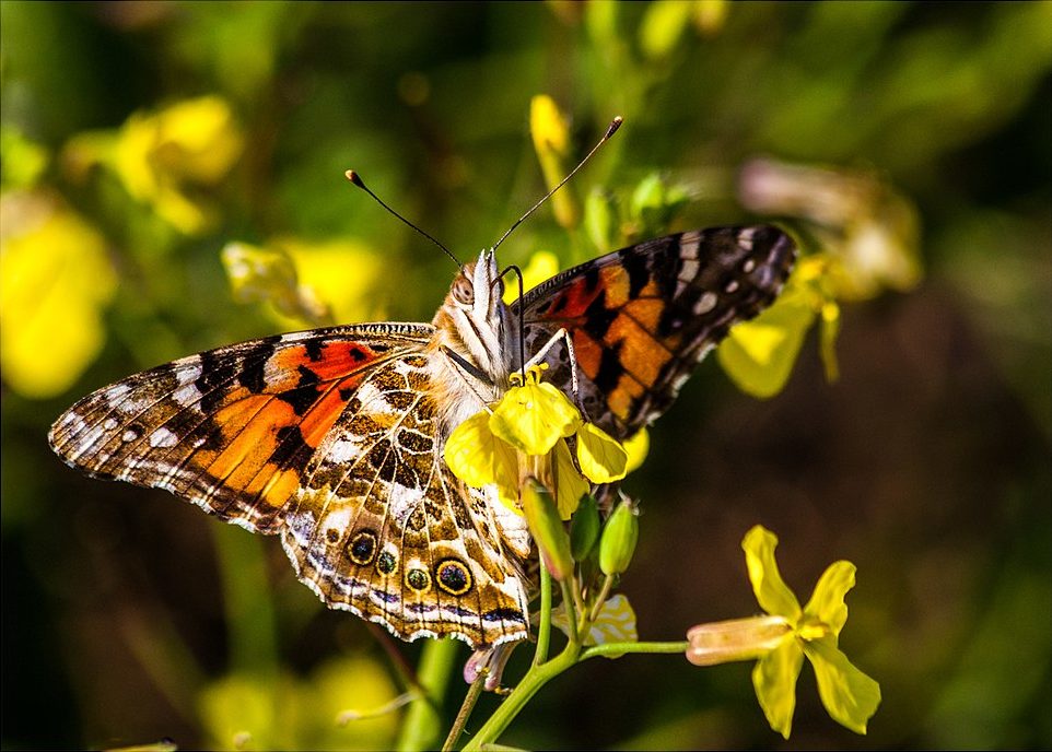 Several Painted Lady butterflies were attracted to the flowers along the beach area in the Fort Popham area of Phippsburg.