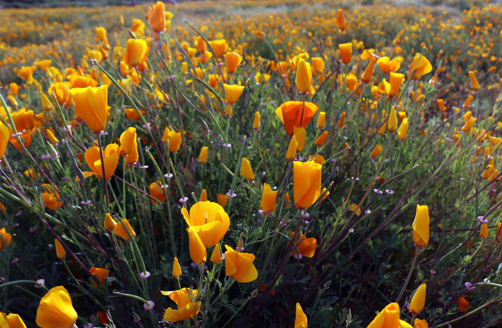 California poppies near Lake Elsinore, CA