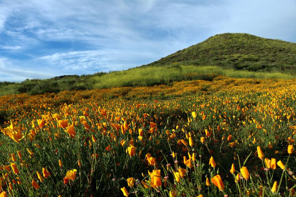 California poppies near Lake Elsinore, CA