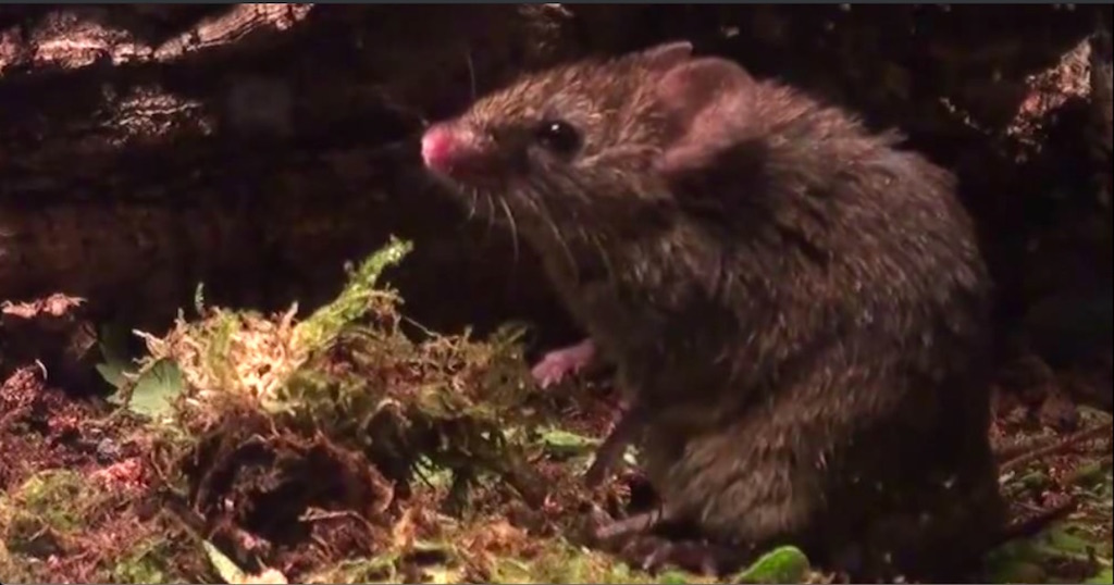 Male Alston's singing mouse (Scotinomys teguina) singing to female in estrus.