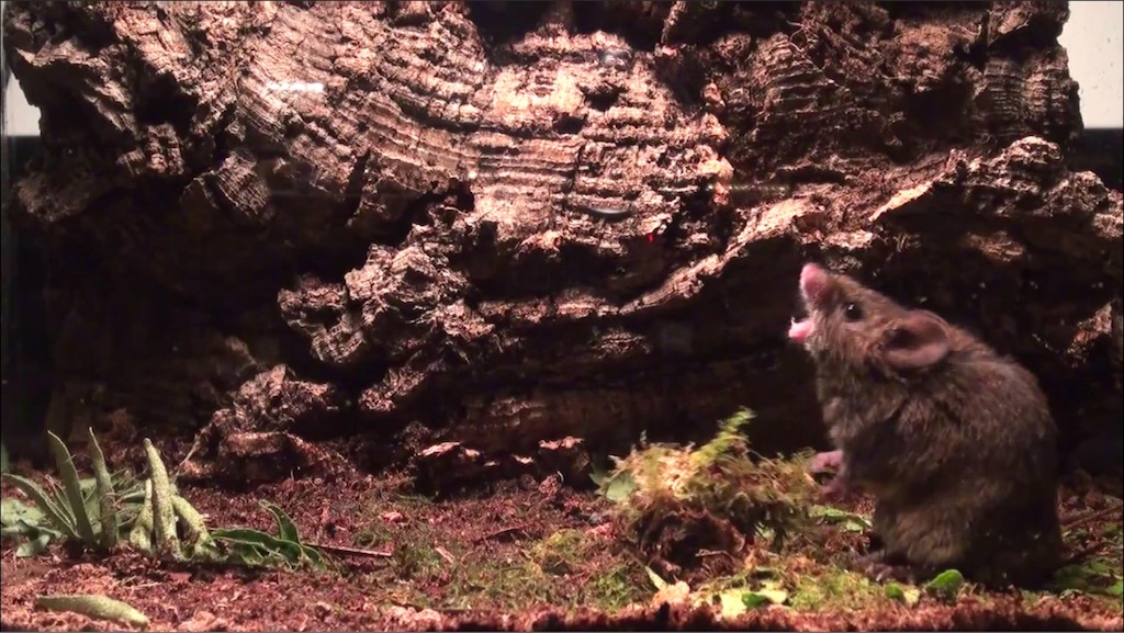 Male Alston's singing mouse (Scotinomys teguina) singing to female in estrus.