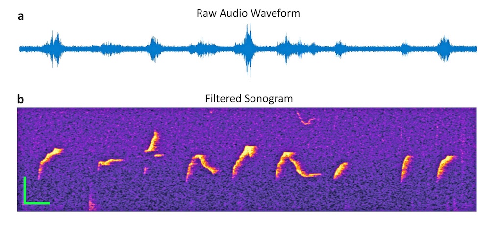 Audio waveform and filtered sonogram of mouse sounds.