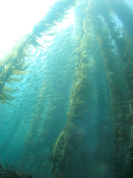 Kelp forest and sardines, San Clemente Island, Channel Islands, California
