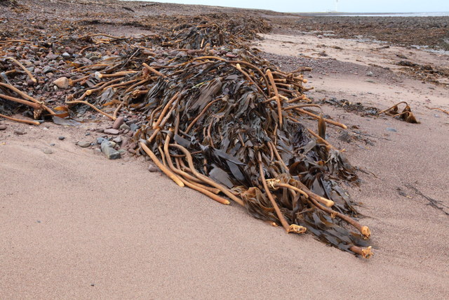 Kelp on the shoreline at Skateraw This shoreline is exposed and the high shingle banks and piles of kelp give a clue as to the winds that frequently hit these shores.