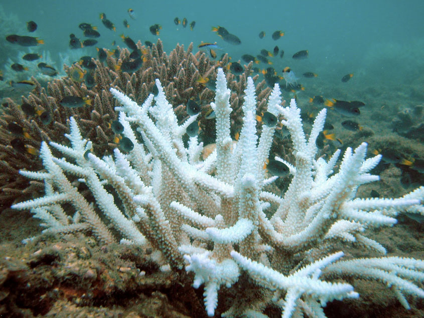 Bleached branching coral (foreground) and normal branching coral (background). Keppel Islands, Great Barrier Reef