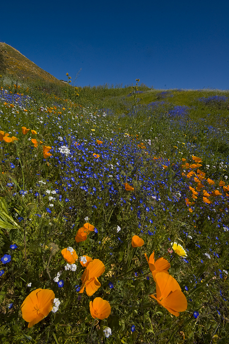Wildflowers and poppies in the hills surrounding Lake Elsinore, California.
