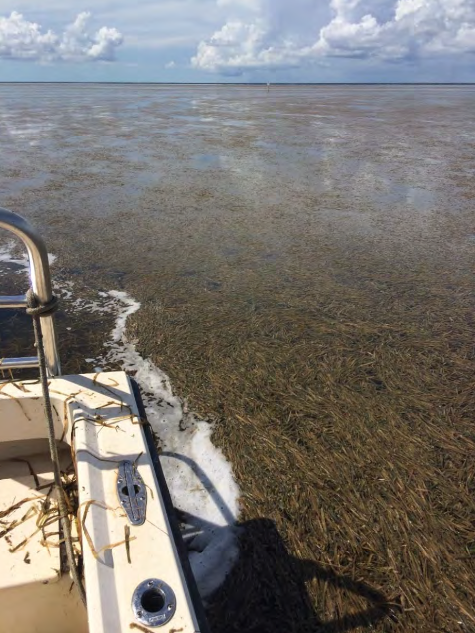 Rafts of dead seagrass in Florida Bay. 2015