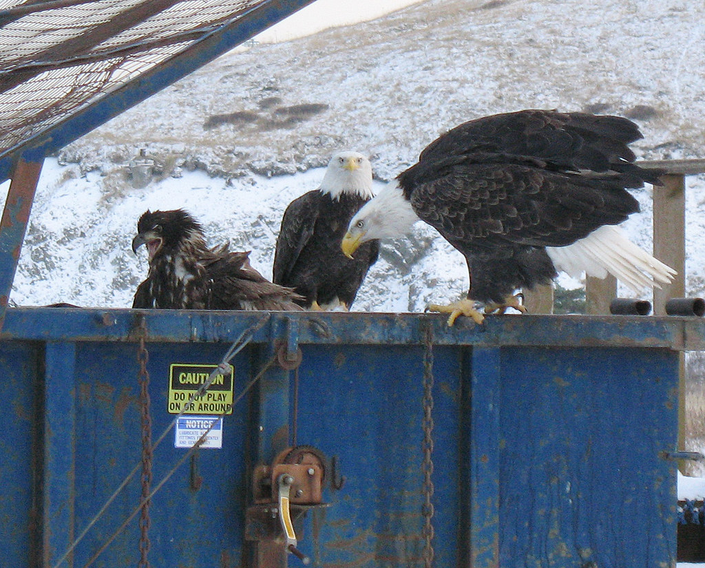 dumpster eagles