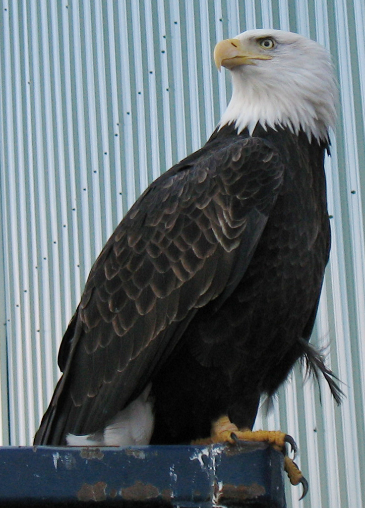 Eagle on dumpster