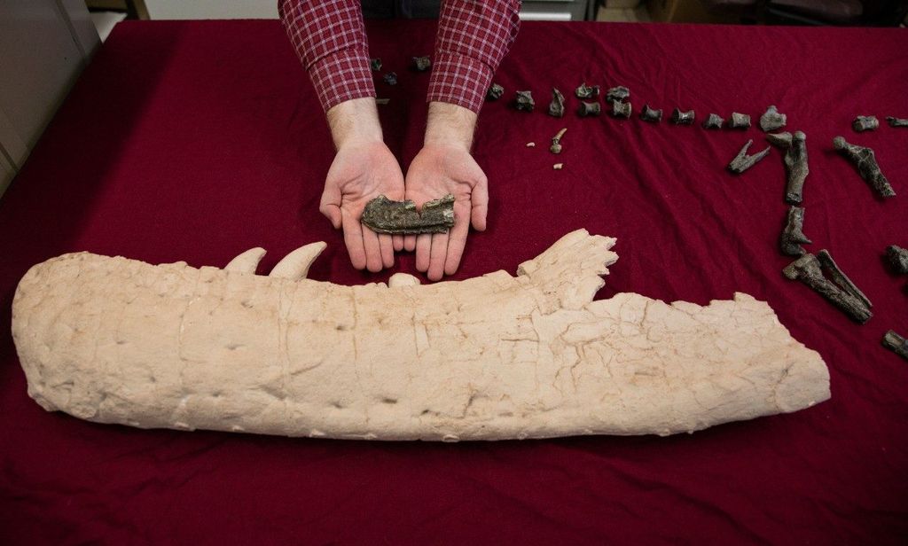 Geosciences Assistant Professor Sterling Nesbitt holds the partial skull of the tyrannosauroid Suskityrannus hazelae, found in western New Mexico in 1998. He holds the fossil over the cast of a full-sized partial jaw lower jaw Tyrannosaurus rex.