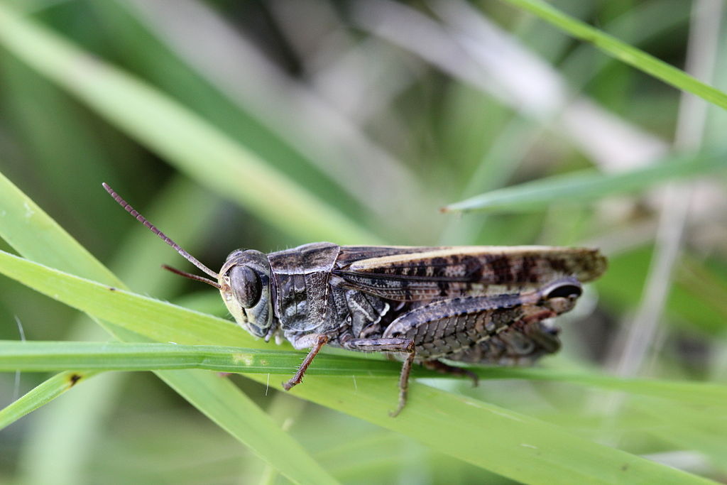 Italian Locust - Calliptamus italicus in Chancy, Geneva, Switzerland.