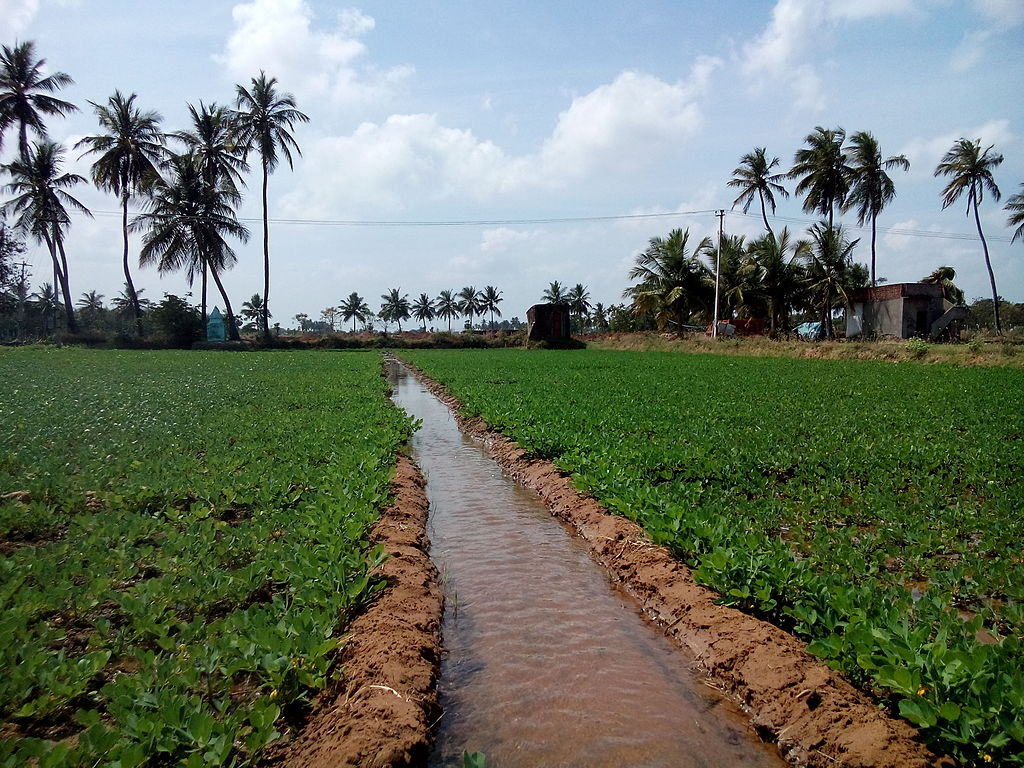 peanuts ditch irrigation