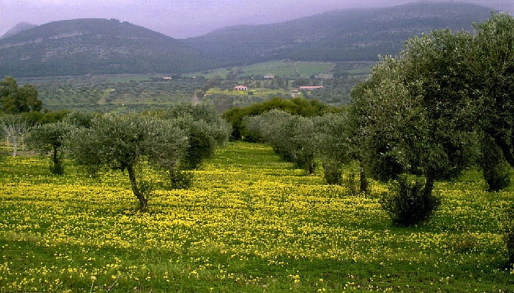 Sardinia Maristella Olive Grove