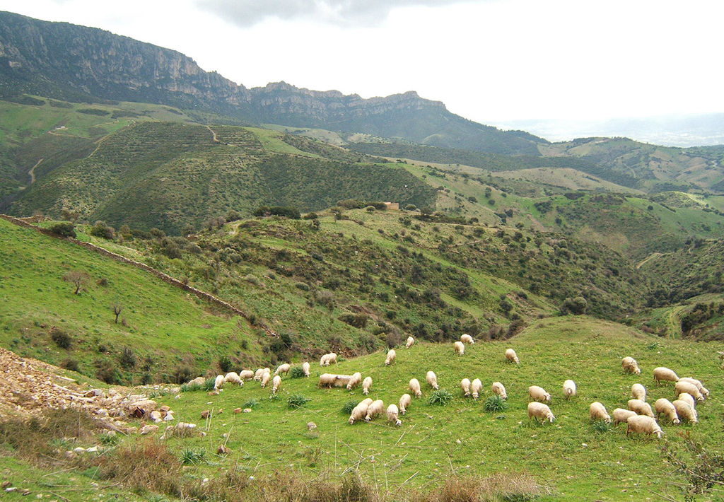 Sheep near Lula, Province of Nuoro, Sardinia, Italy