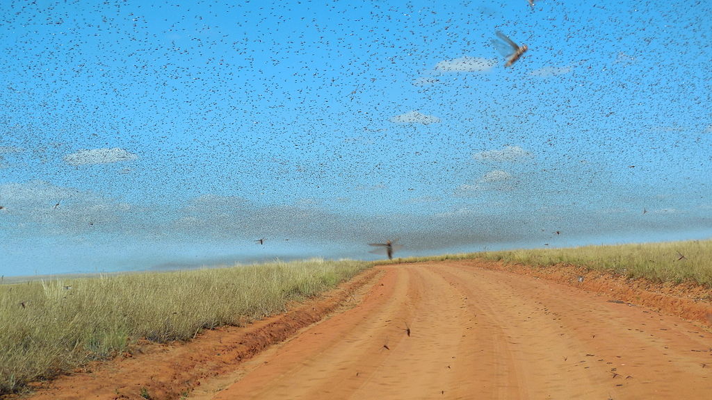 Swarm of locusts near Satrokala, Madagascar (May 2014)