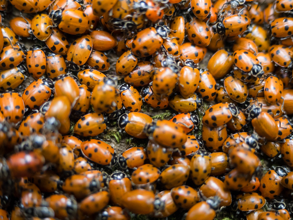 Ladybug Swarm - I believe these are Hippodamia Convergens, "Convergent Lady Beetle"