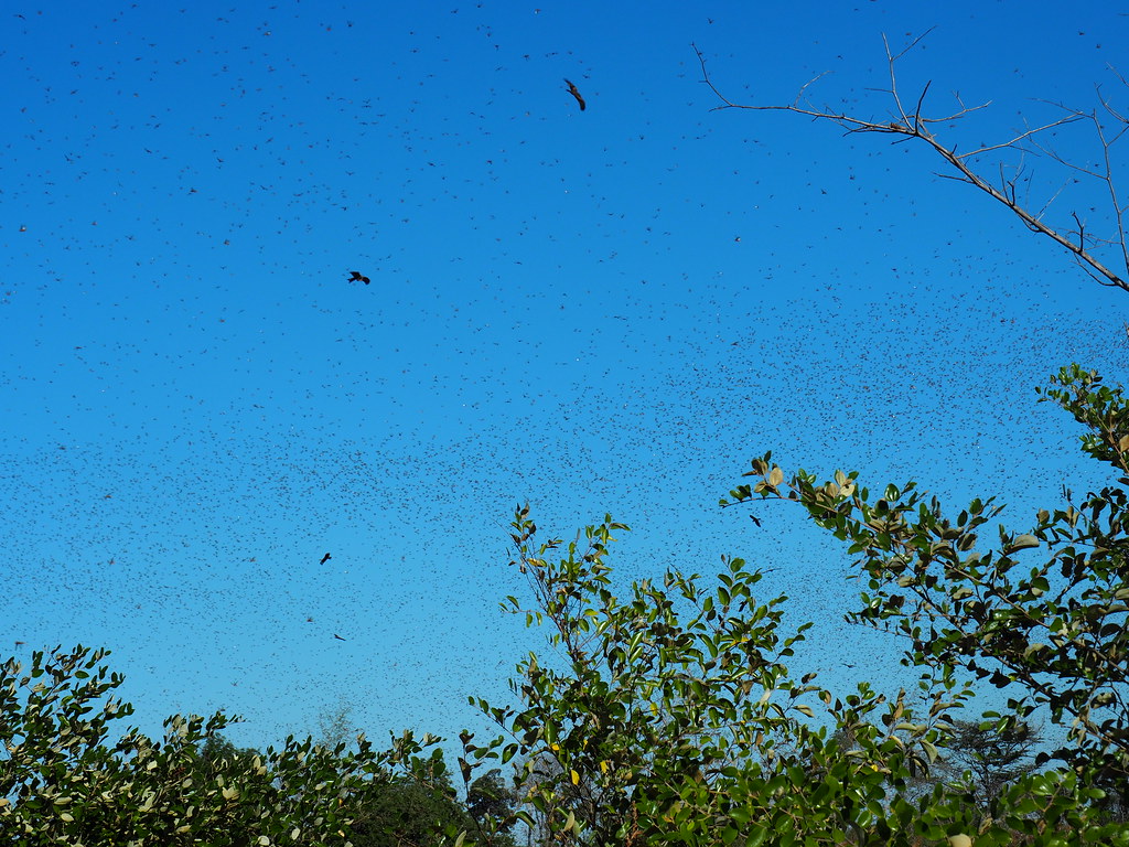 Plague locust - dark cloud of locusts across sky, trees visible, buzzards in sky