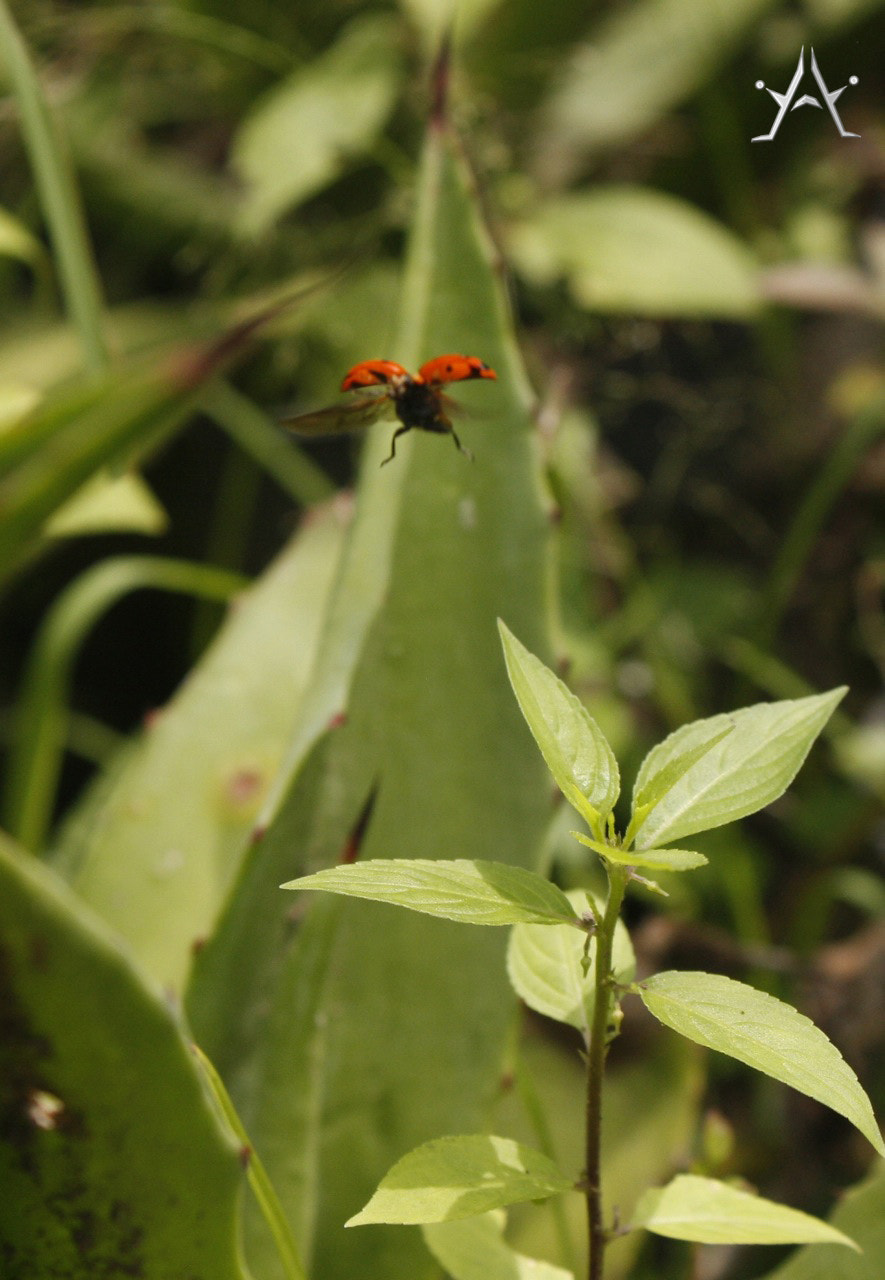Ladybug flying