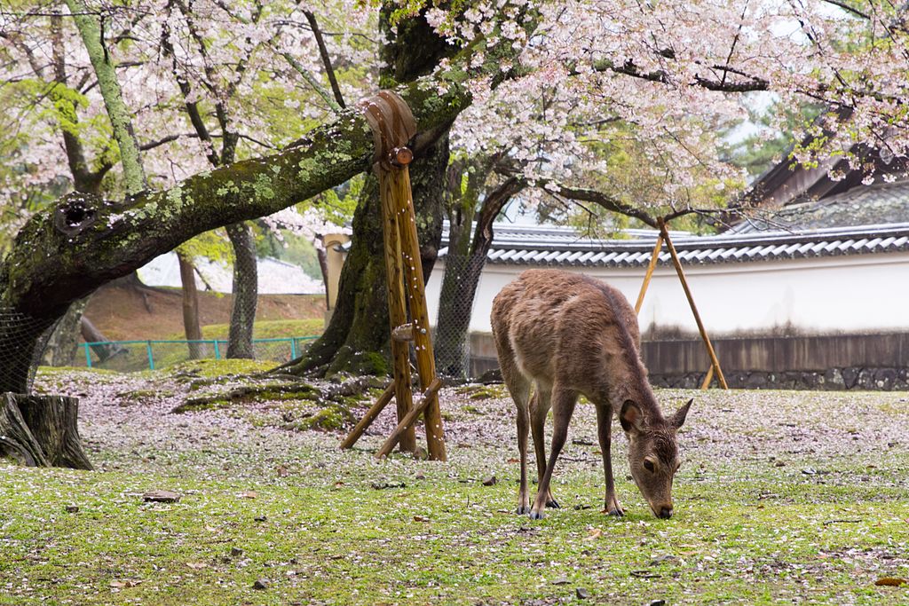 Deer in Nara Park