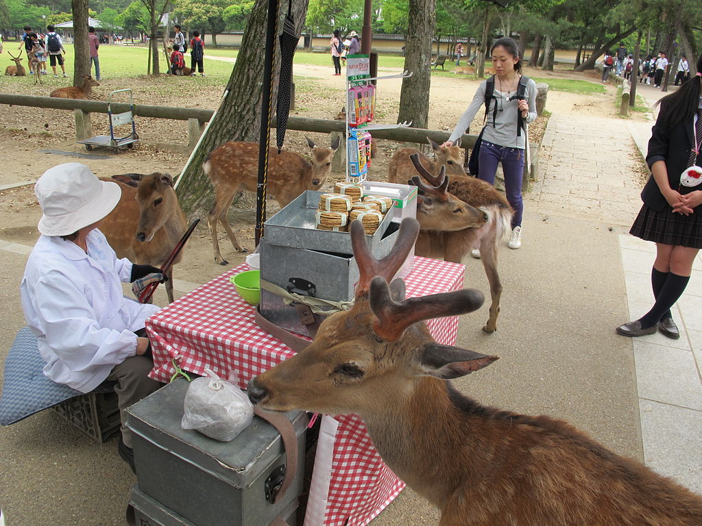 Nara, deers