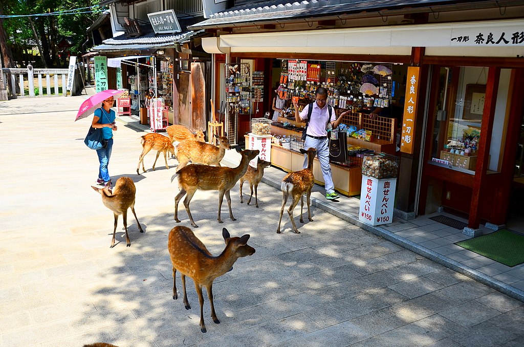 Sika deer in Nara