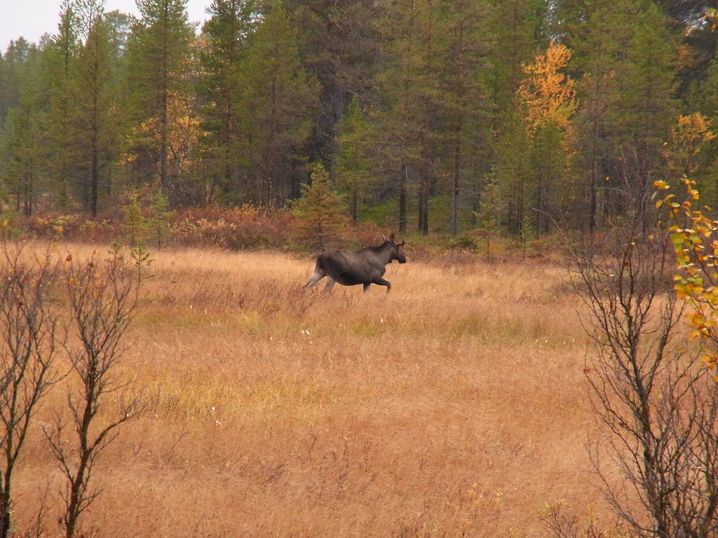 Moose running across a dry field.