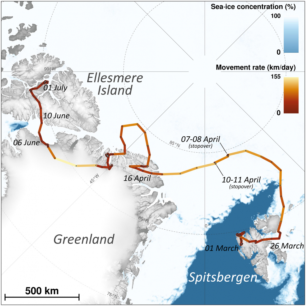 Map showing route follow by the fox.