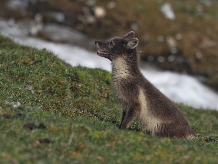 Polar fox on grass.