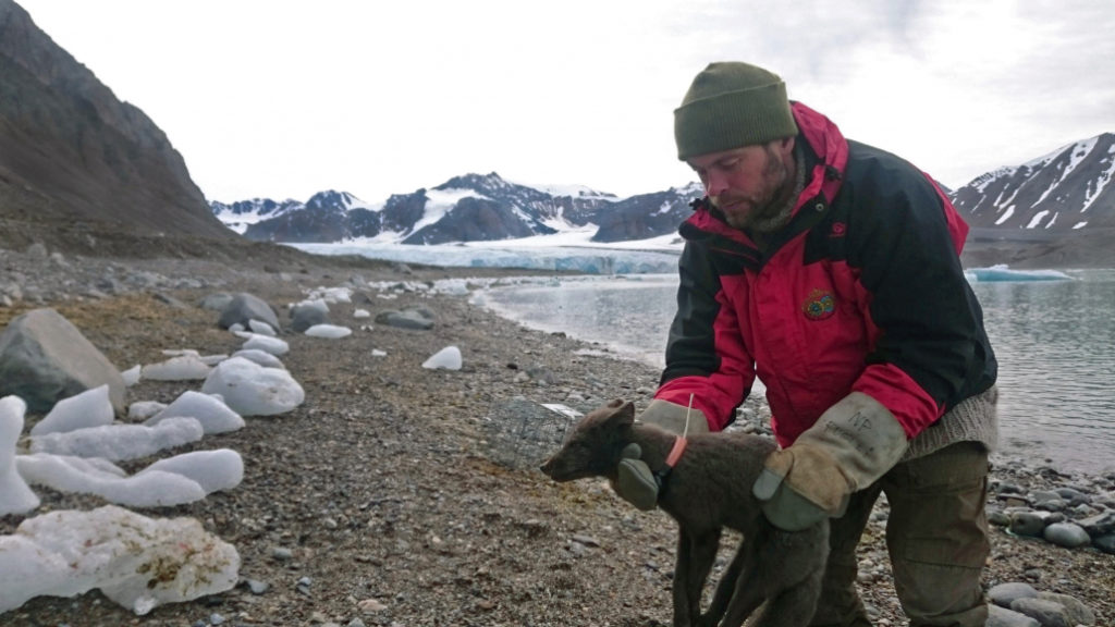 Placing tracking collar on arctic fox.